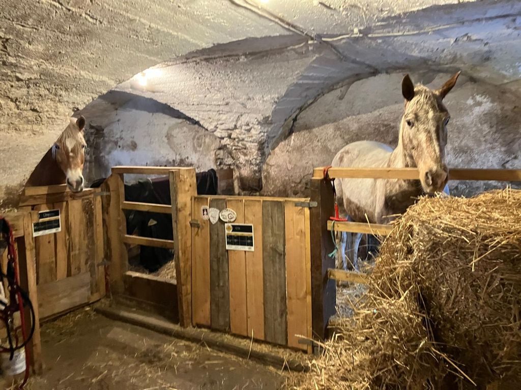 Paddock/Box Paddock/Box